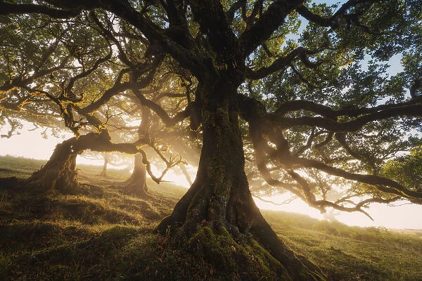 Old laurel trees at Fanal forest, Madeira island, Portugal, Europe. Unesco site