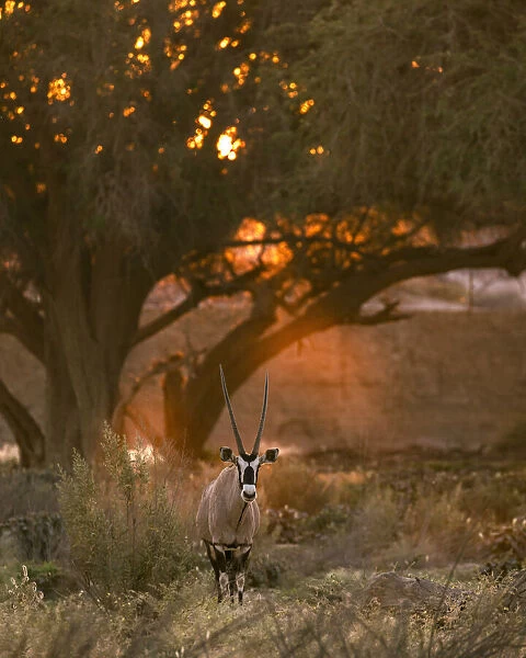 Oryx, Skeleton Coast National Park, Namibia