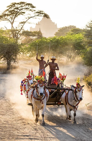 Oxen carts in the dust, Bagan, Myanmar