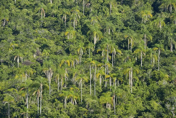 Palm forest, Ilha Grande, Rio de Janeiro, Brazil, South America