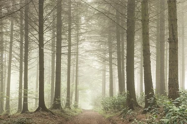 Path leading through a misty coniferous woodland, Devon, England