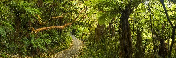 Path Through Tropical Rainforest, The Catlins, New Zealand