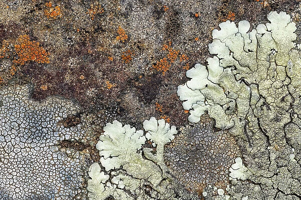 Pattern of lichen on rock, La Palma, Canary Islands, Spain
