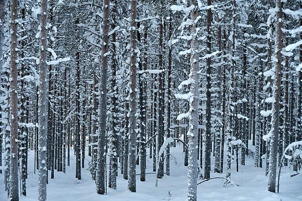 Pattern trees with snow (close to Rovaniemi) Lapland, Finland