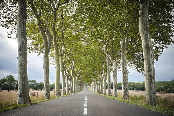 Plane Trees (Platanus x acerifolia) along tree-lined highway, Aude Department