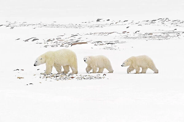 Polar bear (Ursus maritimus) sow and two cubs walking on the frozen tundra along the Hudson Bay coastline Churchill, Manitoba, Canada