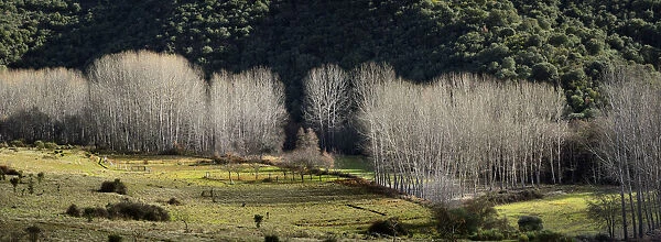 Poplars in Winter. Montesinho Natural Park, Tras-os-Montes. Portugal