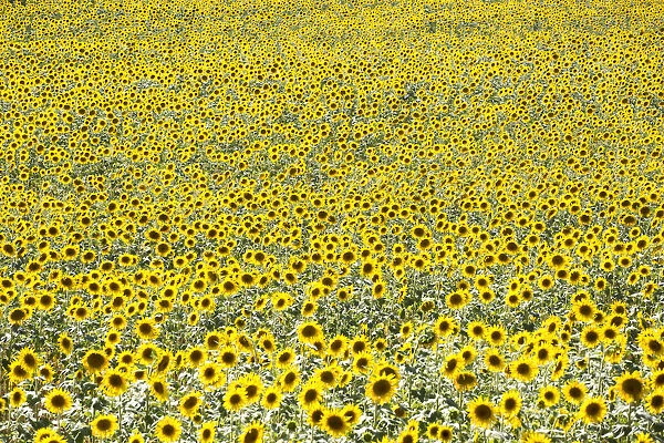 Provence, France, Europe. Field full of yellow sunflowers in bloom, from a high point