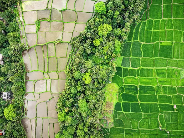 Framed Print : Print of Ubud Terraced Fields Framed Print : Print of Ubud Terraced Fields