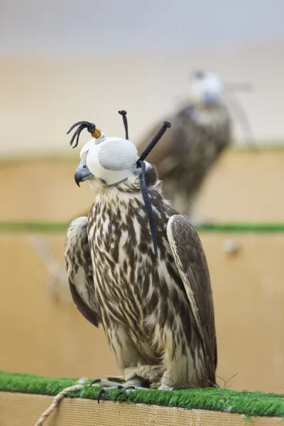 Qatar, Doha, Falcon Souq, market of Falcon birds for sale for Falcon hunting