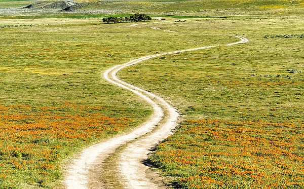 Road through California Poppies, Antelope Valley, California, USA