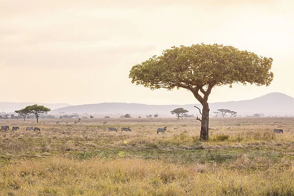 Serengeti landscape, Serengeti National Park, Tanzania