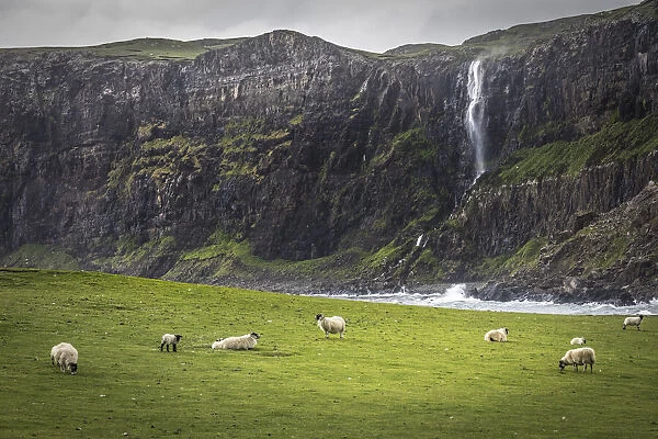 Sheep in front of waterfall in Talisker Bay, Minginish Peninsula, Isle of Skye, Highlands