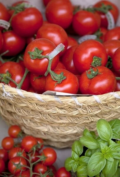 Sicily, Italy, Western Europe; Tomatoes and basil; staple items in the Southern Italian kitchen
