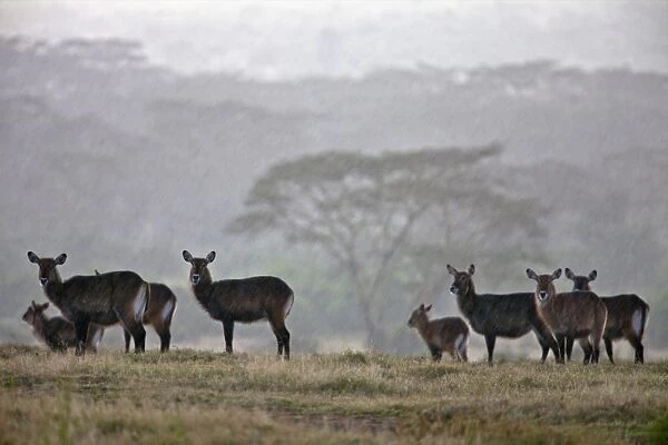 A small herd of Defassa waterbuck stand in the open during a rainstorm