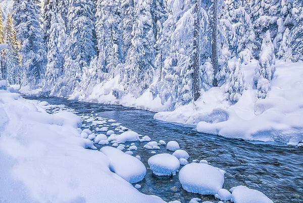 Snow-covered Pine Trees along River, Yoho National Park, British Columbia, Canada
