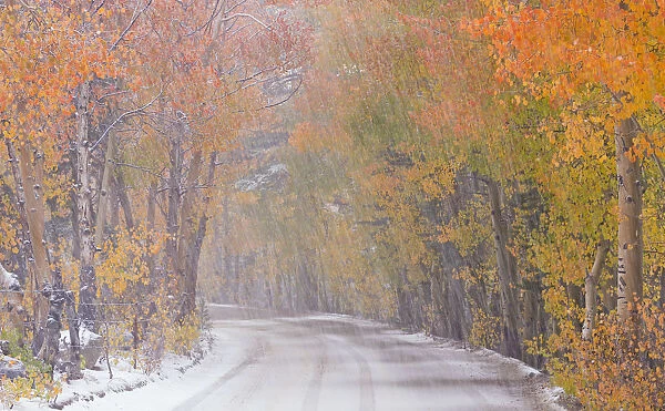 Snowfall and autumn foliage beside a high country road in the Eastern Sierras, Bishop