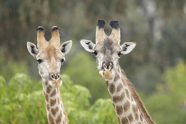 Southern giraffes (Giraffa giraffa), Savuti, Chobe National Park, Botswana, Africa