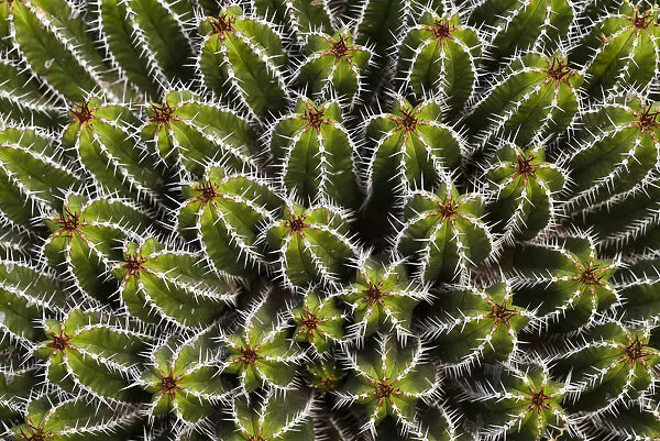 Spain, Canary Islands, Lanzarote, Guatiza, cactus plant detail