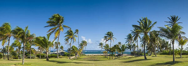 St. Kitts and Nevis, Nevis, Nisbet Beach, beach palm trees