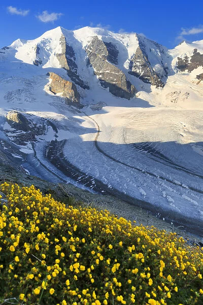 Summer flowering above the Vedret Pers Glacier. Diavolezza Refuge, Bernina Pass, Engadin