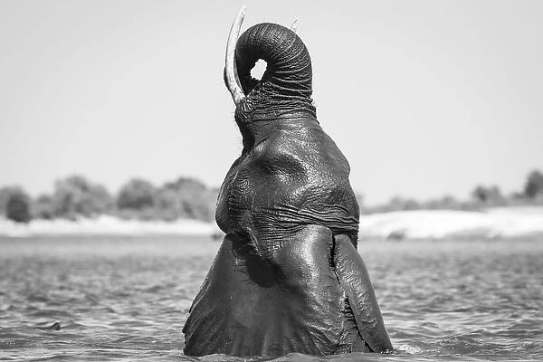 Swimming Elephant, Chobe River, Chobe National Park, Botswana
