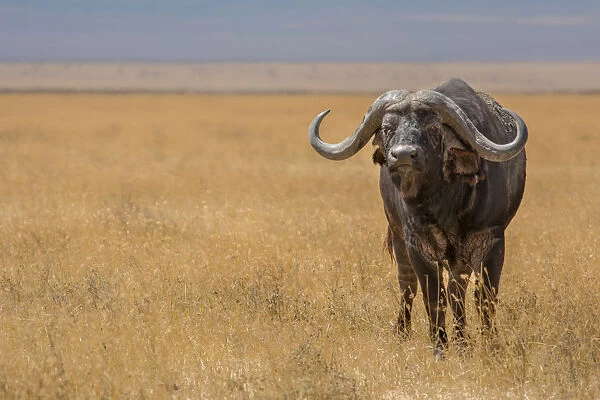 Tanzania, Africa. Buffalo in Ngorongoro Conservation Area