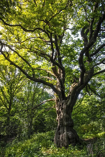 United Kingdom, England, Hampstead Heath. A magnificent English Oak tree (Quercus robur