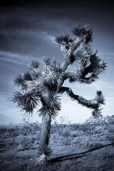 USA, California, Joshua Tree National Park, Joshua Tree, yucca brevifolia