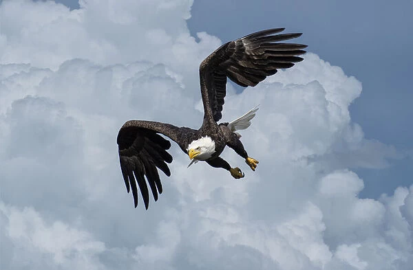 USA, Louisiana, Houmas, Bald Eagle in flight, Haliaeetus leucocephalus, (m)