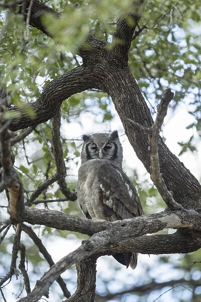 Verreauxs (Giant) Eagle Owl (Bubo lacteus), Khwai, Botswana, Africa