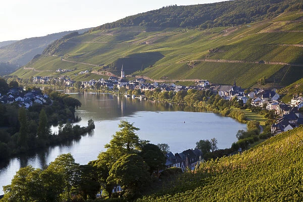 View over vineyards & Mosel River towards Kaimt Mosel Village, Mosel Valley