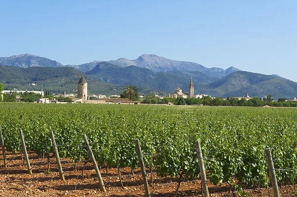 Vineyards, Binissalem, Binisalem and Tramuntana Mountains, Majorca, Balearics, Spain