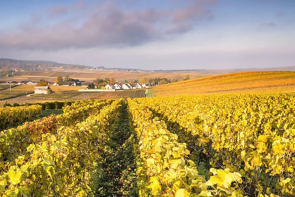 Vineyards near Chigny Les Roses, Champagne Ardenne, France