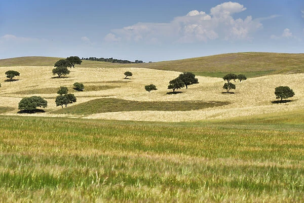 Wheat fields of Aljustrel, Alentejo. Portugal