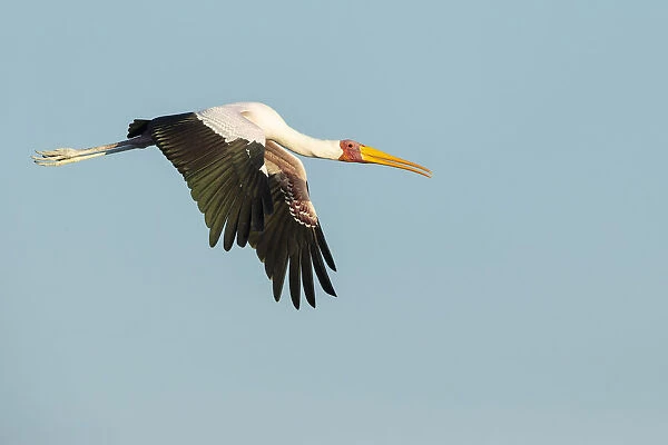 Yellow-billed Stork (Mycteria Ibis) in flight, Chobe River, Chobe National Park, Botswana