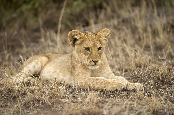 A young lion cub lying down, Serengeti Grumeti Reserve, Tanzania, Africa