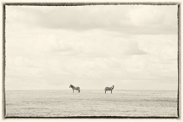 Two zebras on horizon, Serengeti, Tanzania