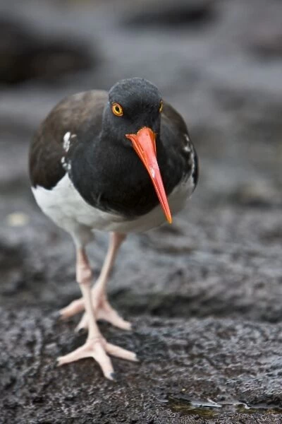 An adult American oystercatcher (Haematopus ostralegus) hunting for Sally lightfoot (Grapsus grapsus) crabs along the shoreline on Bartolome Island in the Galapagos Island Group, Ecuador. Pacific