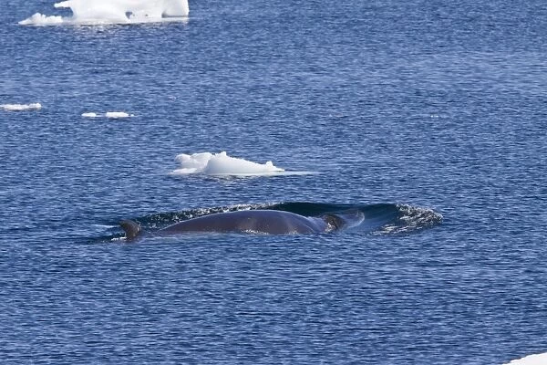 Adult Antarctic Minke Whale (Balaenoptera bonaerensis) surfacing near the Antarctic Peninsula. This whale is also known as the Southern Minke Whale. The minke whale is the second smallest of the baleen whales - only the pygmy right whale is