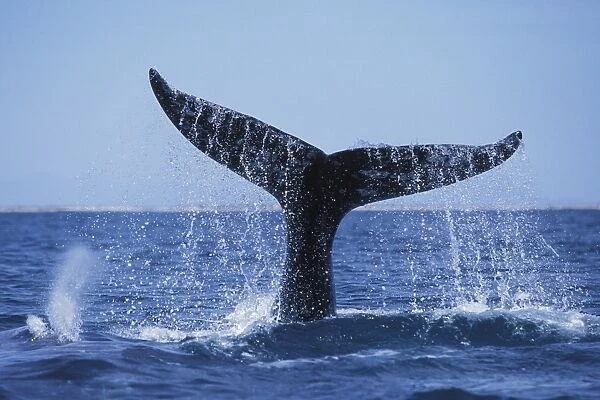 Adult California Gray Whale (Eschrichtius robustus) fluke-up dive in San Ignacio Lagoon, Baja California Sur, Mexico