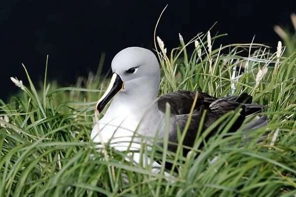 Adult and chick Grey-headed Albatross (Thalassarche chrysostoma) in nesting grounds in Elsehul Bay, South Georgia Island