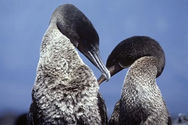 Adult flightless cormorant couple displaying on nest. (Nanopterum harrisi). Punta Espinosa, Fernandina Island, Galapagos