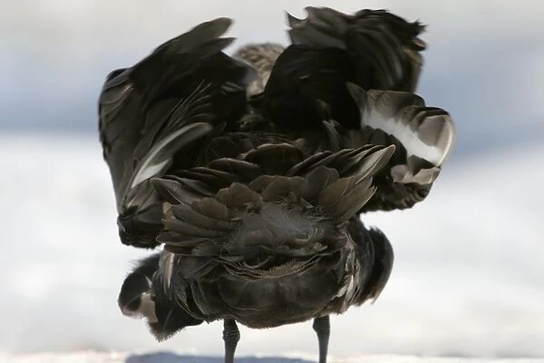 Adult Skua (Catharacta spp) ruffling its feathers near the Antarctic Peninsula