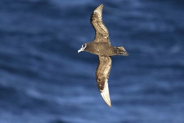 Adult spectacled petrel (Procellaria conspicillata) on the wing in the waters surrounding the Tristan da Cunha Island Group in the Southern Atlantic Ocean