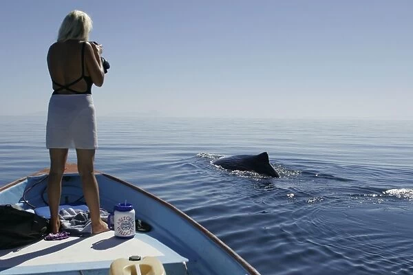 Adult Sperm Whale (Physeter macrocephalus) surfacing near boat in the upper Gulf of California (Sea of Cortez), Mexico. Model Released