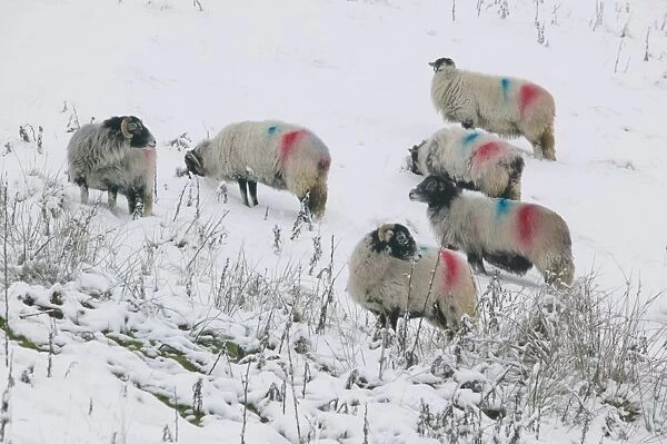 AHerdwick sheep in snow in Ambleside UK