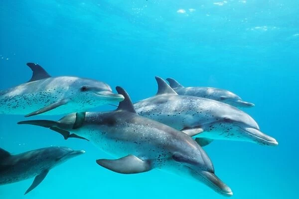 Atlantic spotted dolphin pod underwater off Little Bahama Bank, GB