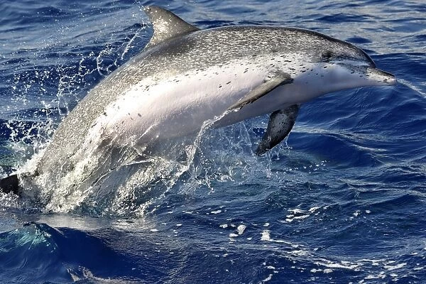 Atlantic Spotted Dolphin (Stenalla frontalis). Azores, North Atlantic. Taken 2008