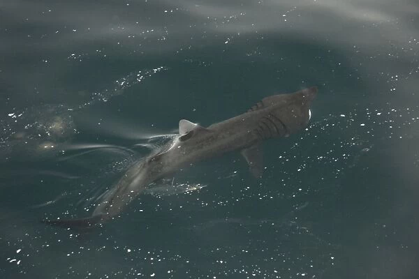 Basking shark feeding at surface in tide line with mouth open (Cetorhinus maximus) Hebrides, Scotland (RR)